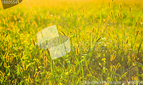 Image of Fresh grass on meadow