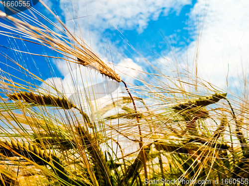 Image of Golden barley ears