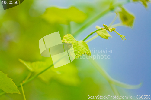 Image of Grape leaf 