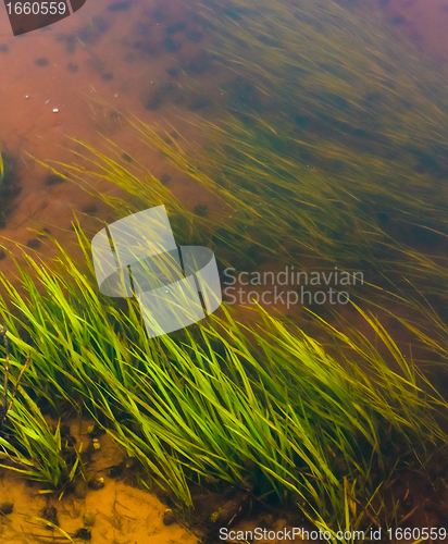 Image of Seaweed