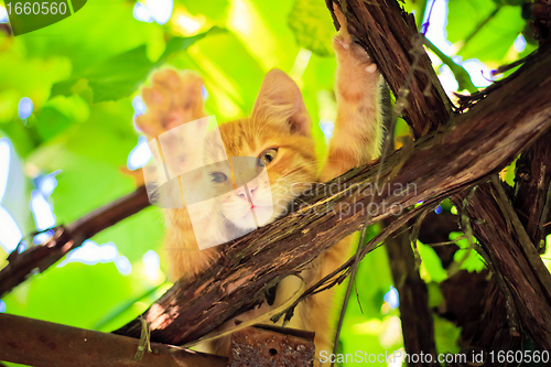 Image of Young kitten sitting on branch