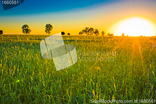 Image of Bright sunset over green field.