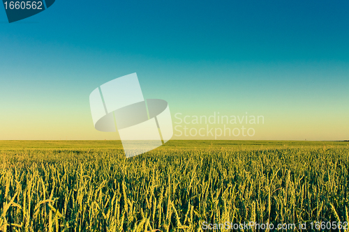 Image of Green barley ears