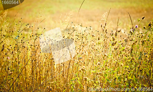 Image of light over field