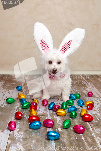 Image of Easter bunny dog looking at chocolate eggs