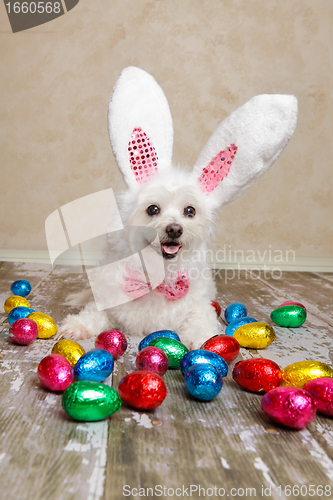 Image of Easter bunny dog with chocolate easter eggs