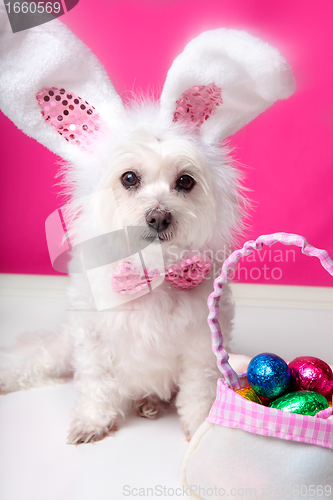 Image of Easter dog with bunny ears and eggs