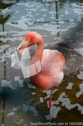 Image of Flamingo