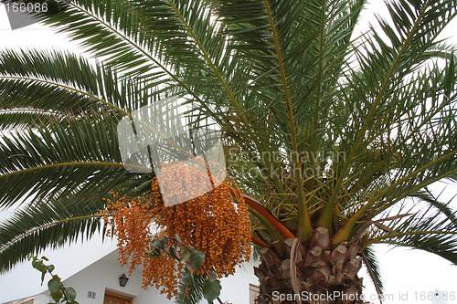 Image of Palm with fruits