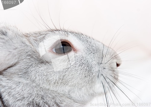 Image of Close up grey rabbit head