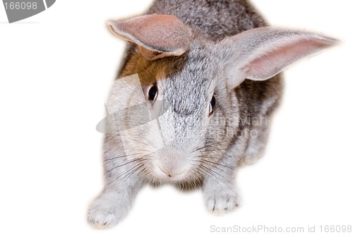 Image of Grey rabbit isolated on white