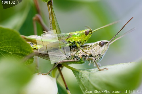 Image of Grasshoopers - Insect's hardcore :-)