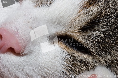 Image of Sleeping cat