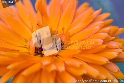 Image of Orange flower(Calendula) macro