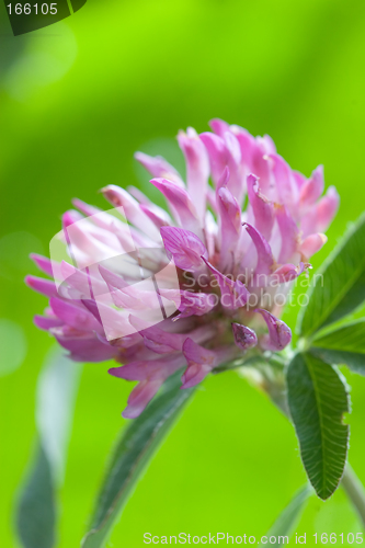 Image of Clover trefoil