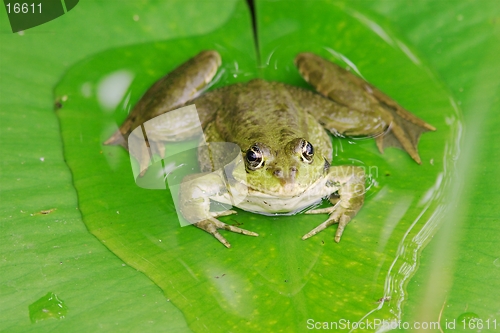 Image of Pool frog 2