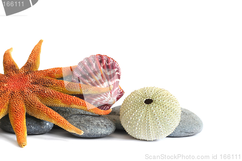 Image of Seashore Still Life