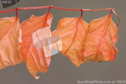 Image of Red leaves
