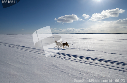 Image of Two dogs running around the endless snow-covered field