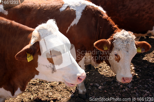 Image of Brown white cows