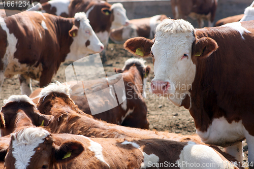 Image of Brown white cows