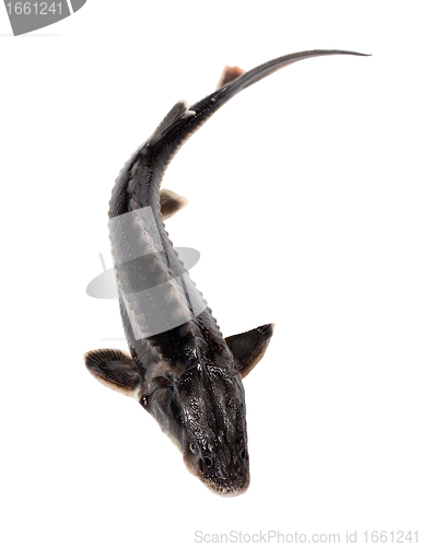 Image of Sterlet fish isolated on white background
