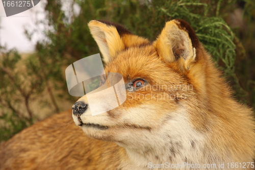 Image of profile in close up of a stuffed fox