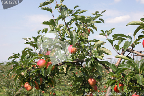 Image of apple orchard in summer, covered with colorful apples