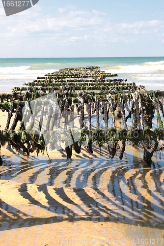 Image of mussel farming on the coast of opal in the north of France