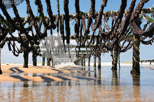 Image of mussel farming on the coast of opal in the north of France