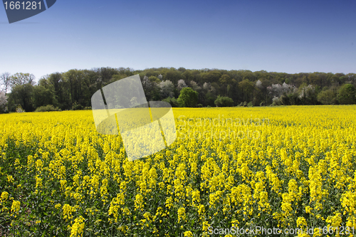 Image of landscape of a rape fields in bloom in spring in the countryside