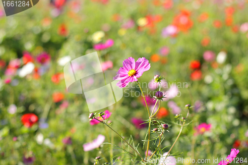 Image of Colorful flowers, selective focus on pink flower 