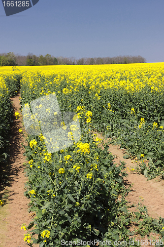 Image of landscape of a rape fields in bloom in spring in the countryside