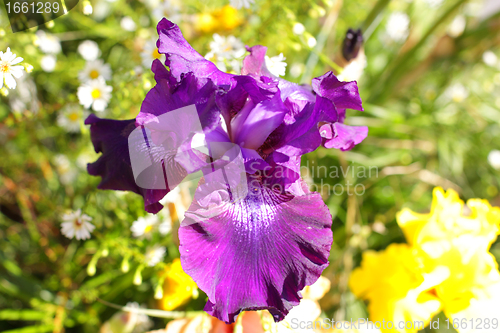 Image of Group of purple irises in spring sunny day. Selective focus. 