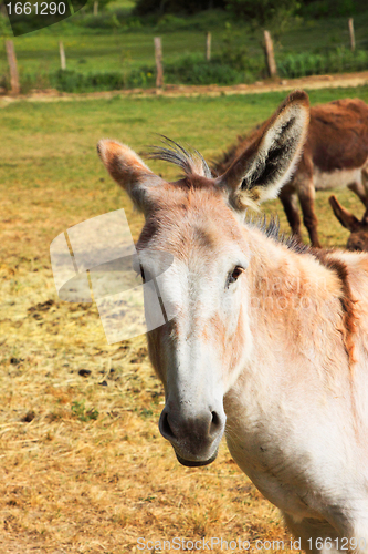 Image of quiet donkey in a field in spring