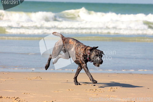 Image of dog playing ball on the beach in summer