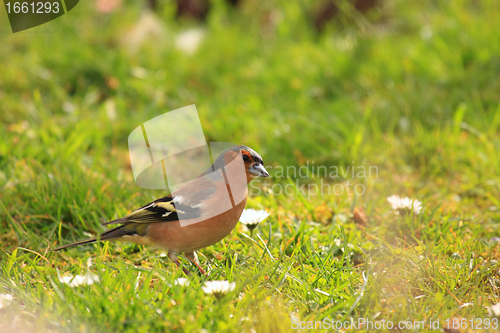 Image of chaffinch wood with beautiful colors
