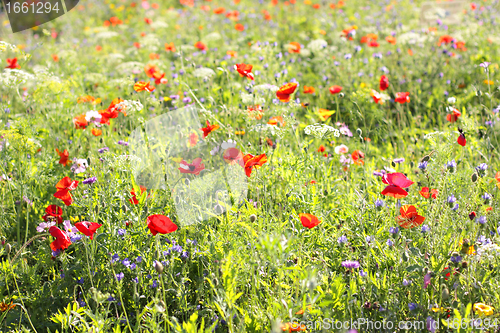 Image of Colorful flowers, selective focus on pink flower 