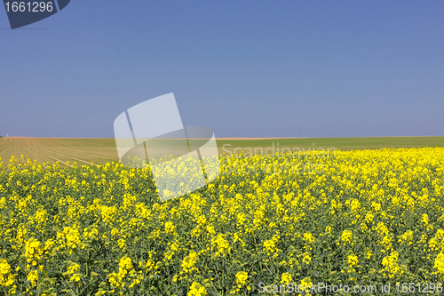 Image of landscape of a rape fields in bloom in spring in the countryside