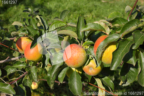 Image of apple orchard in summer, covered with colorful apples