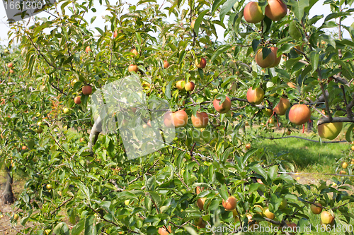 Image of apple orchard in summer, covered with colorful apples