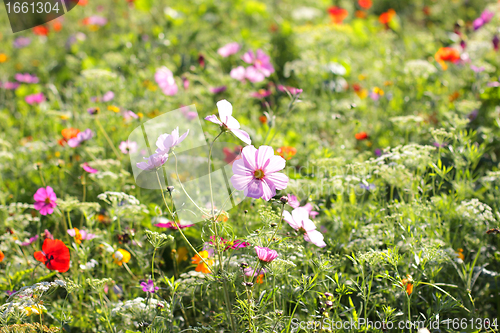 Image of Colorful flowers, selective focus on pink flower 