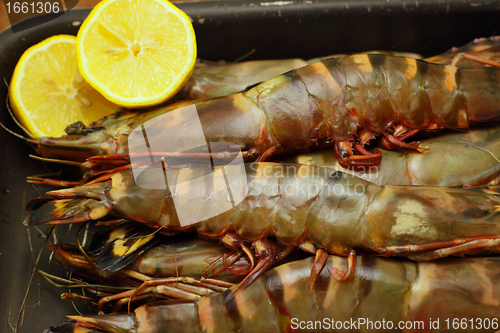 Image of big fresh tiger prawns, king prawns, shrimp