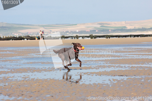 Image of dog playing ball on the beach in summer