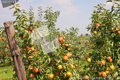 Image of apple orchard in summer, covered with colorful apples