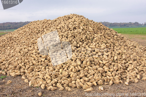 Image of Sugar beet pile at the field after harvest