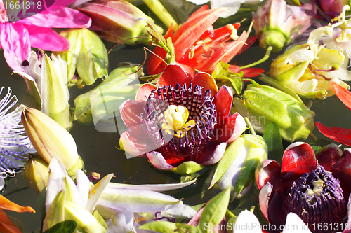 Image of different colored passionflowers, passion flower, floating on water