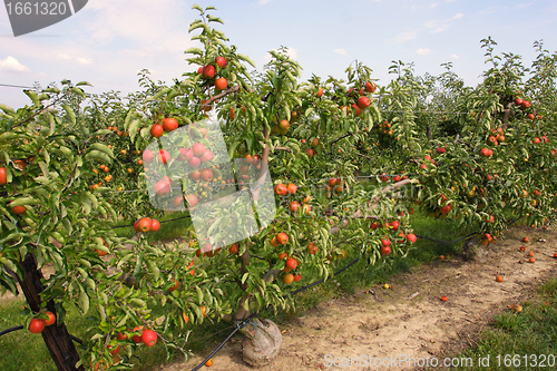 Image of apple orchard in summer, covered with colorful apples