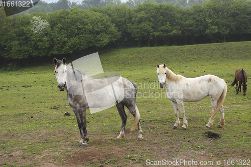 Image of young horses in a field in spring