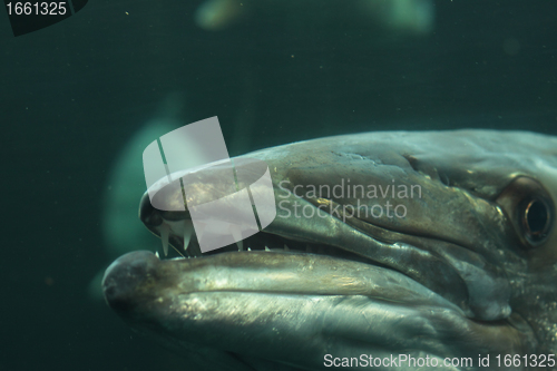 Image of head of a barracuda in close-up underwater